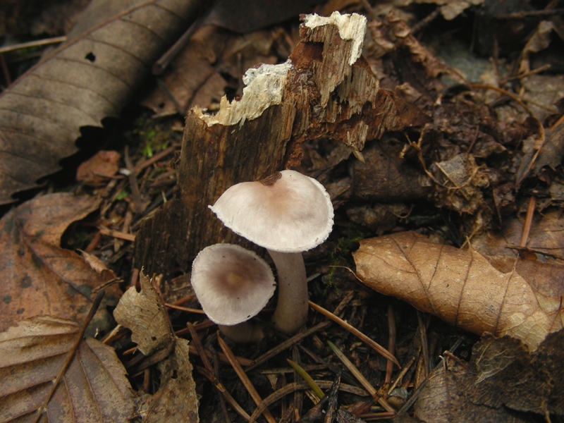 Escursione in riva al lago